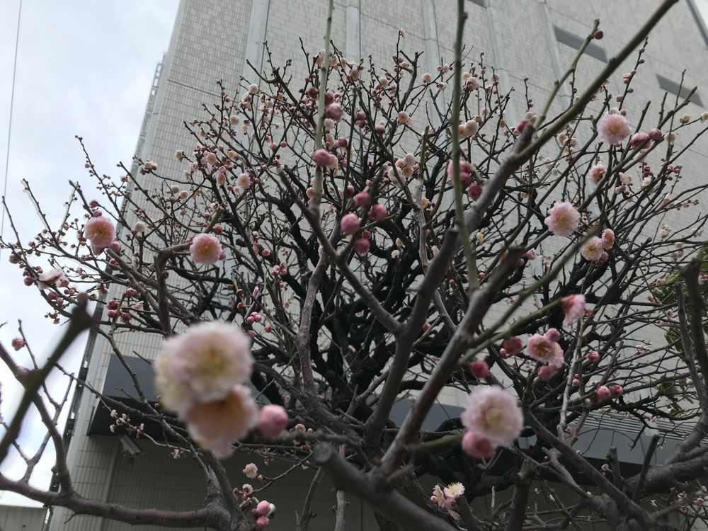 梅の季節